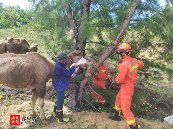 开云体育一头骆驼因鼻子被钉子扎伤急需调停-开云app下载ky官方网站入口登录